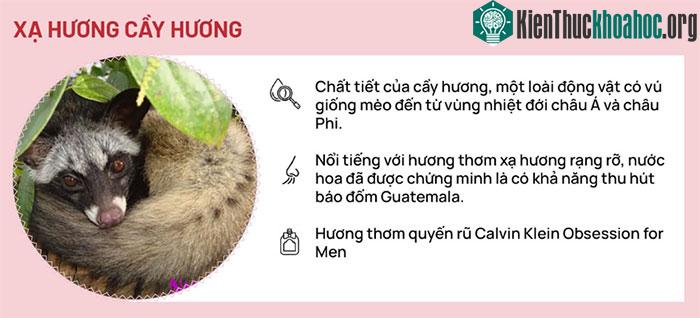 Xạ hương cầy hương