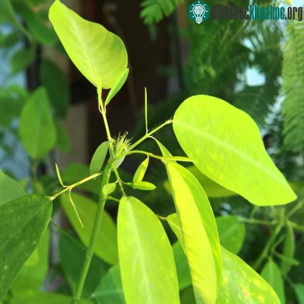 Cây khiêu vũ chuyển động với tốc độ vừa đủ để chúng ta có thể nhận biết bằng mắt thường.