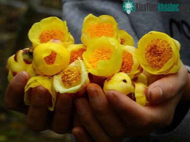 Trong loài cây trà hoa vàng Bù Gia Mập có nhiều hợp chất quý giá.