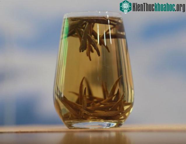 Độc lạ loài cây nghìn năm tuổi ở Việt Nam: Chỉ còn 60 gốc, giá thành phẩm 680 triệu đồng/kg! ảnh 4