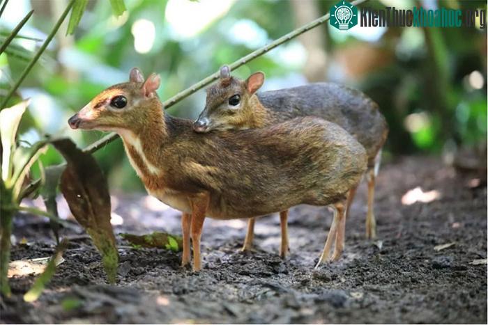 Loài thú có ngoại hình giống hươu nhưng kích thước chỉ bằng một con thỏ.
