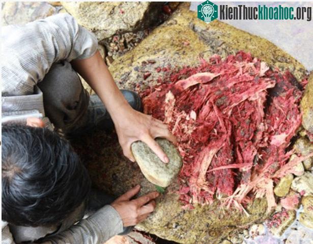 Để bắt được loài cá này, người ta cần dùng một loại nhựa cây có màu đỏ như máu.