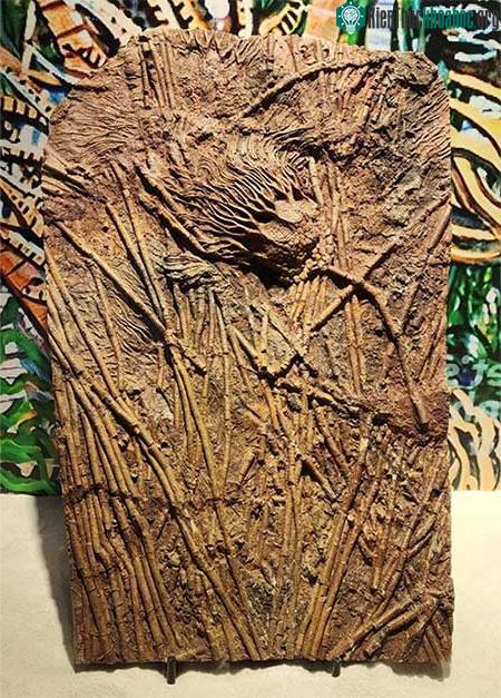 Hóa thạch của "Huệ biển" cách đây 488 triệu năm.