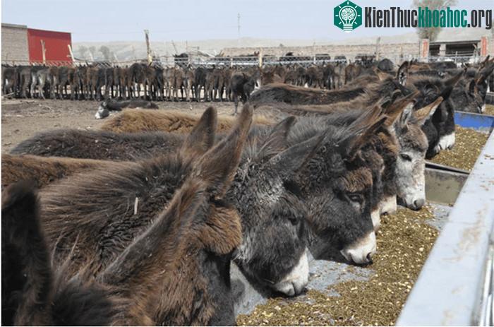 Lừa là loài có thời gian sinh sản dài nên nhiều người nông dân không chọn để nuôi lấy thịt