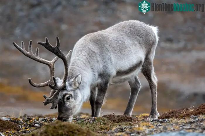 Một con tuần lộc Bắc Cực đang gặm cỏ trên vùng lãnh nguyên ở Svalbard.