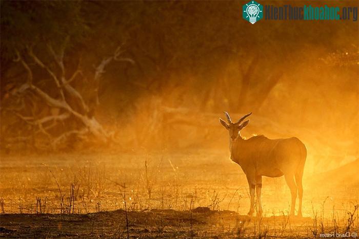 Linh dương Eland là loài động vật ngoan ngoãn và dễ thuần hóa