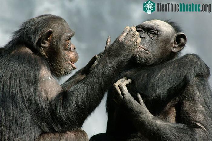 Thời kỳ đồ đá đánh dấu một cột mốc quan trọng trong nền văn minh nhân loại và tinh tinh