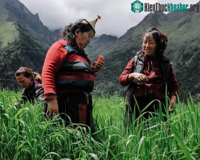 Hai người nông dân đang tạm gác lại công việc của mình trên đồng lúa để gọi điện.
