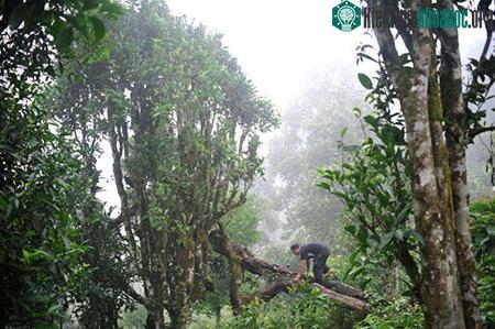 /photos/image/2023/11/06/cay-che-co-thu-bach-long.jpg