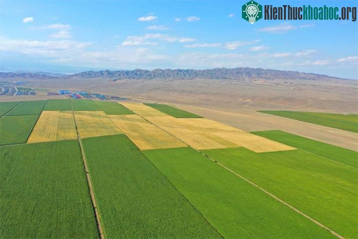 Sa mạc Taklamakan đang hồi sinh nhờ “quyết tâm thép” của chính quyền Trung Quốc.