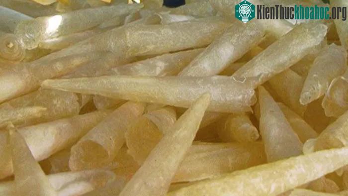 Bong bóng cá là thứ giá trị nhất của cá lạc xám