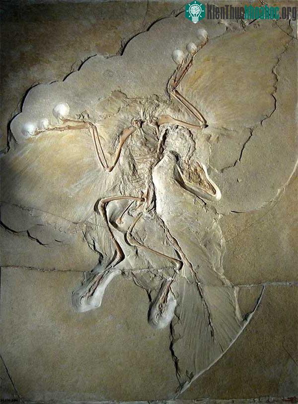 Archaeopteryx