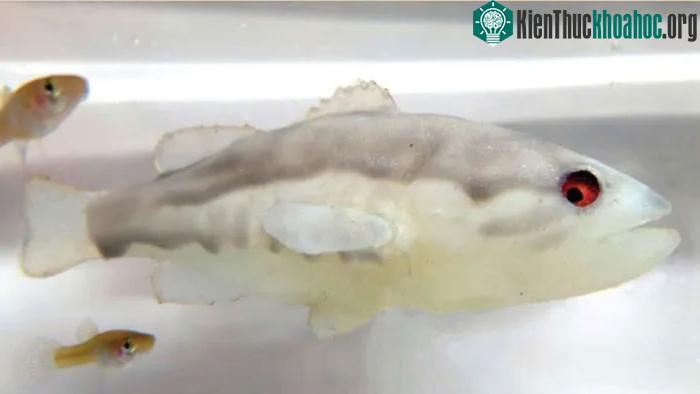 Do đó, các nhà khoa học đã chế tạo ra robot cá vược để ngăn chặn xâm lấn của loài cá này