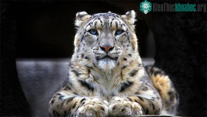 Báo tuyết: Bậc thầy ngụy trang, có thể tàng hình trước ống kính máy ảnh và đôi mắt của con người ảnh 9
