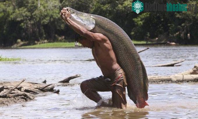 Hải tượng long là một trong những loài cá nước ngọt lớn nhất thế giới.