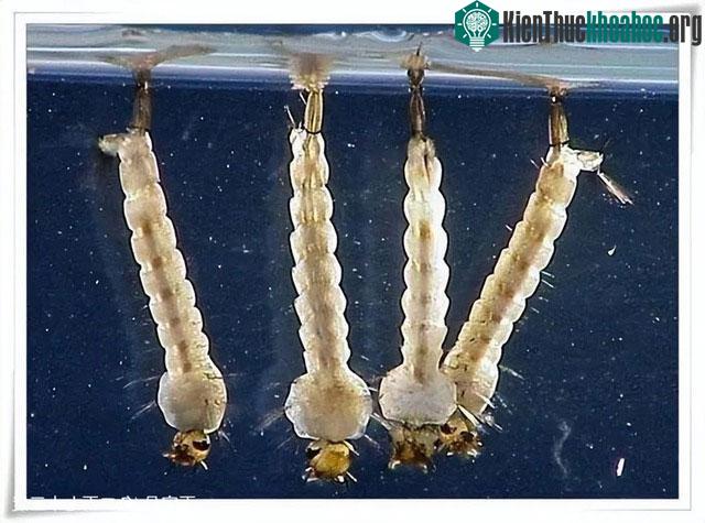 Ấu trùng muỗi đột biến gene đặc biệt có thể sống trong nước mặn.