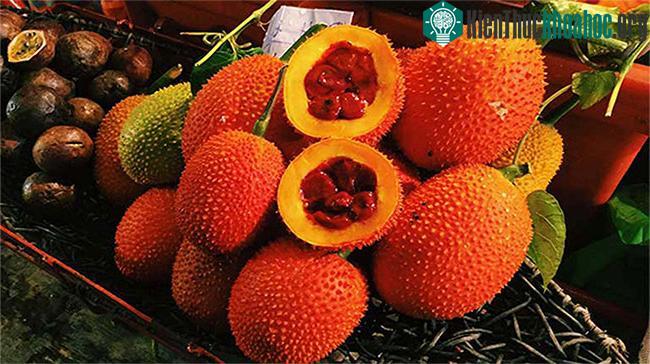 Gấc là loại quả có màu đỏ tươi, bề mặt có nhiều gai ngắn.
