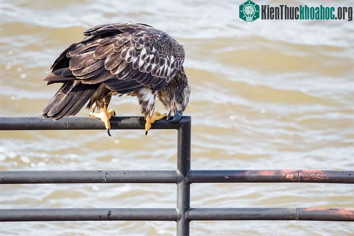 Tính dễ bị tổn thương của răng là một trong những lý do chính khiến chim không có răng.