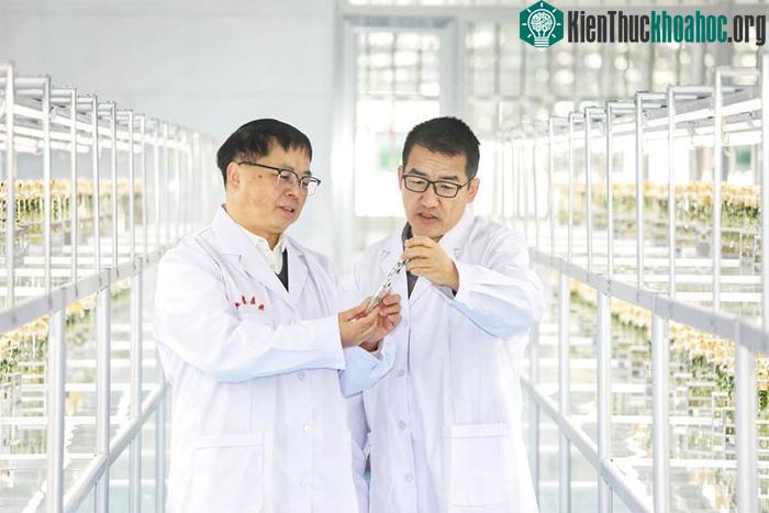 Trung Quốc trồng thử giống khoai tây do tàu Thần Châu-16 mang về từ không gian ảnh 0