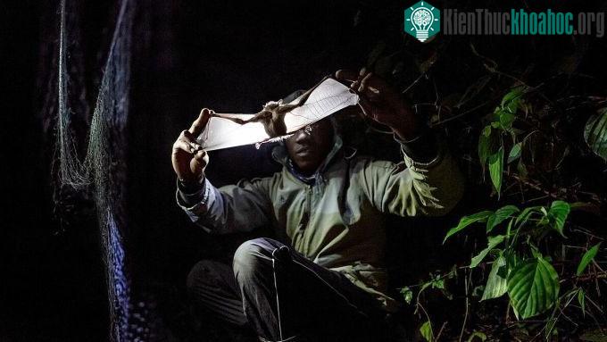 Một nhà nghiên cứu tìm kiếm dấu hiệu của bệnh sốt rét, Zika... trên con dơi ở Uganda