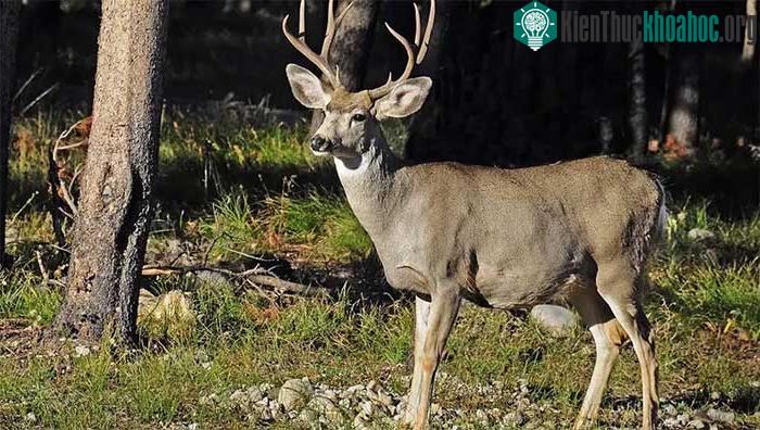 Một con hươu đực tại Vườn Quốc gia Yellowstone ở Wyoming (Mỹ).