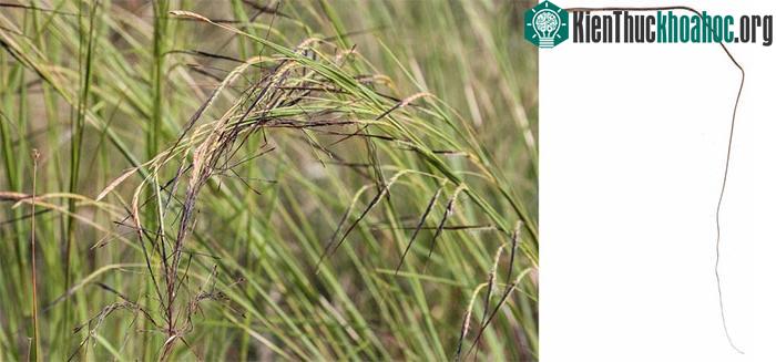 Hạt giống cỏ Pili (trái) và những bụi cỏ đã phát triển