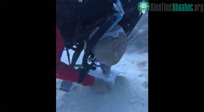 Thợ lặn kéo lưỡi câu ra khỏi miệng con vật mà không gây thương tích, sau đó thả nó bơi đi.