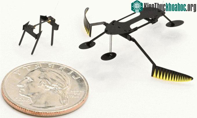 Robot WaterStrider và MiniBug bên cạnh một đồng xu.
