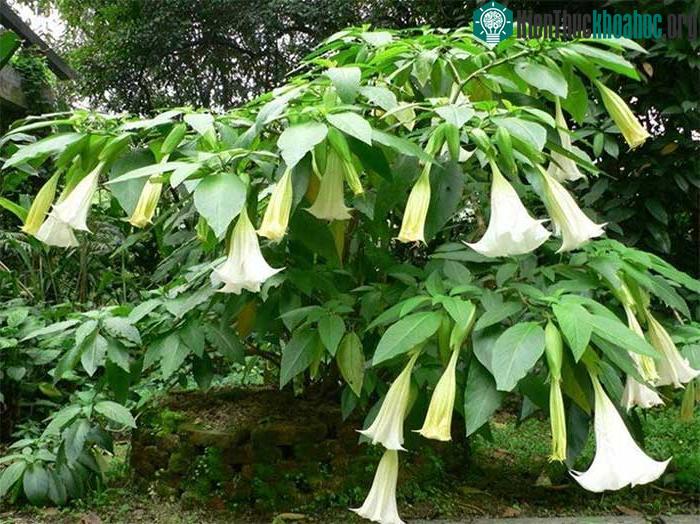 Cây cà độc dược.