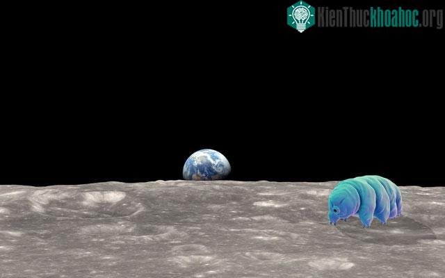 Một số "quái vật bất tử" tardigrade bị nghi ngờ là đã xâm lược Mặt trăng