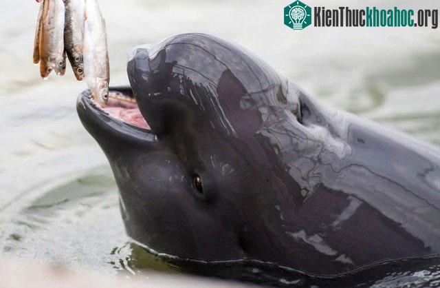 Bí ẩn về cá heo sông Dương Tử: Loài cá heo không vây nước ngọt duy nhất trên thế giới ảnh 0