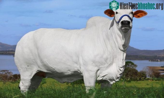 Con bò tên Viatina-19 FIV Mara Imóveis đạt mức đấu giá 4,3 triệu USD năm ngoái.