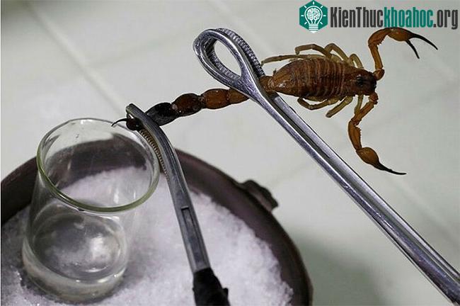 Vắt nọc bọ cạp