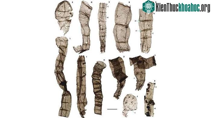 Các hóa thạch sinh vật hứa hẹn làm thay đổi lịch sử tiến hóa của các loài trên Trái đất