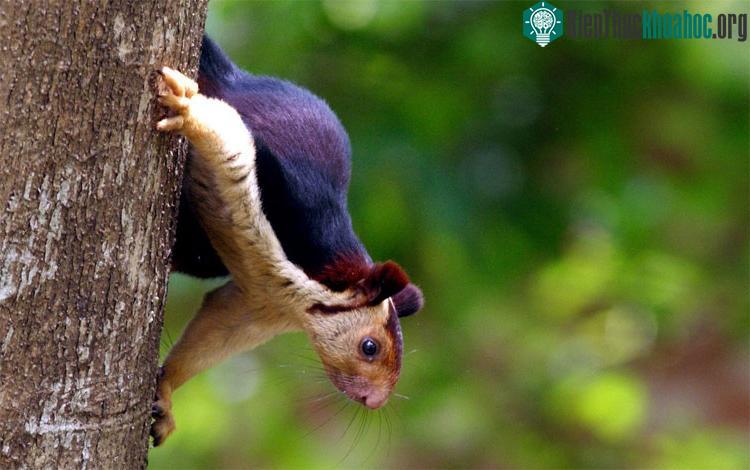 Tên khoa học của những con sóc đặc biệt này là Ratufa indica.
