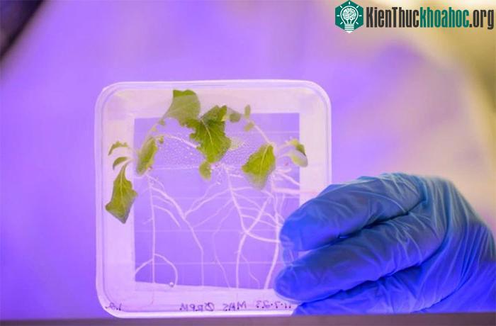 Thực vật trồng trong không gian dễ bị nhiễm vi khuẩn Salmonella hơn so với trồng ở Trái đất