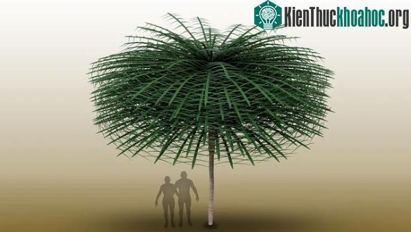Một mô hình do máy tính tạo ra cho thấy cấu trúc thực vật của Sanfordiaauli
