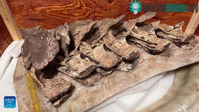 Hóa thạch xương khủng long niên đại 90 triệu năm trước được phát hiện tại Trung Quốc.
