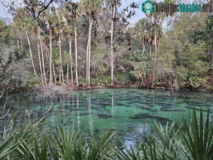 Số lượng lợn biển kỷ lục tụ tập trong vùng nước ấm áp ở Công viên bang Blue Spring