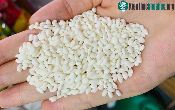 Chọn gạo nếp chất lượng cho bánh tét.