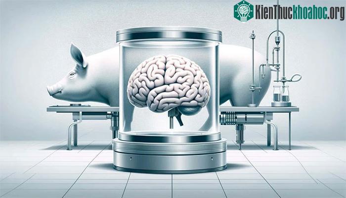 Thiết bị này sẽ được thử nghiệm thêm để đánh giá hiệu quả trong điều kiện lâm sàng.
