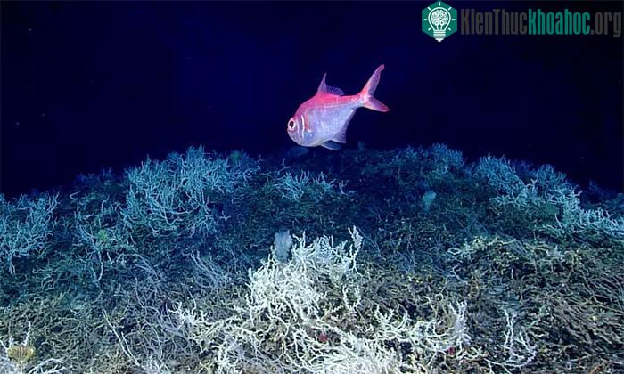 Một con cá alfonsino bơi phía trên ụ san hô nước lạnh ở ngoài khơi bờ biển phía đông nam Mỹ.