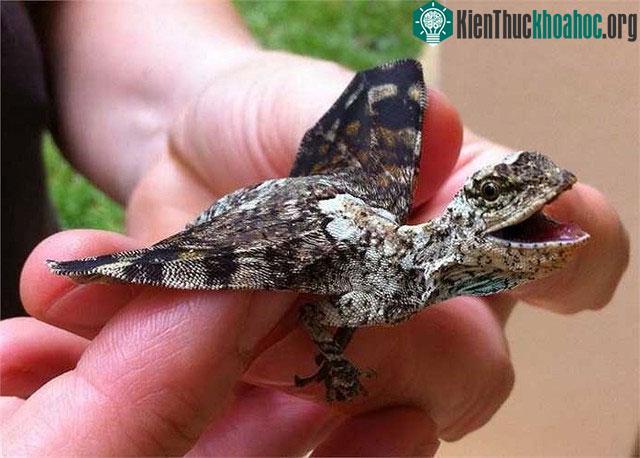 Nếu loài rồng tồn tại chúng sẽ có tên là Draco mythicus.