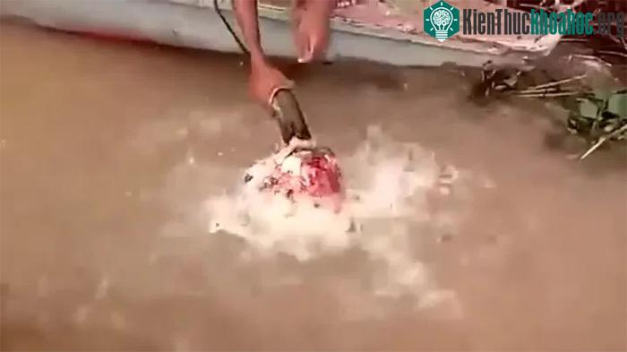 cá Piranha có thể được tìm thấy theo nhóm từ dưới 10 đến 100 con