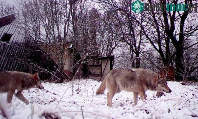 Chó sói lang thang ở vùng cấm Chernobyl.