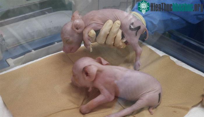Heo biến đổi gene được kỳ vọng sẽ cung cấp nội tạng cấy ghép cho người ở Nhật Bản