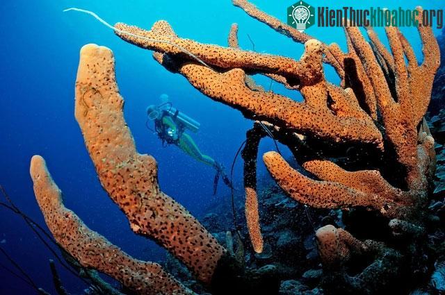 Bọt biển có thể giúp đo nhiệt độ đại dương.