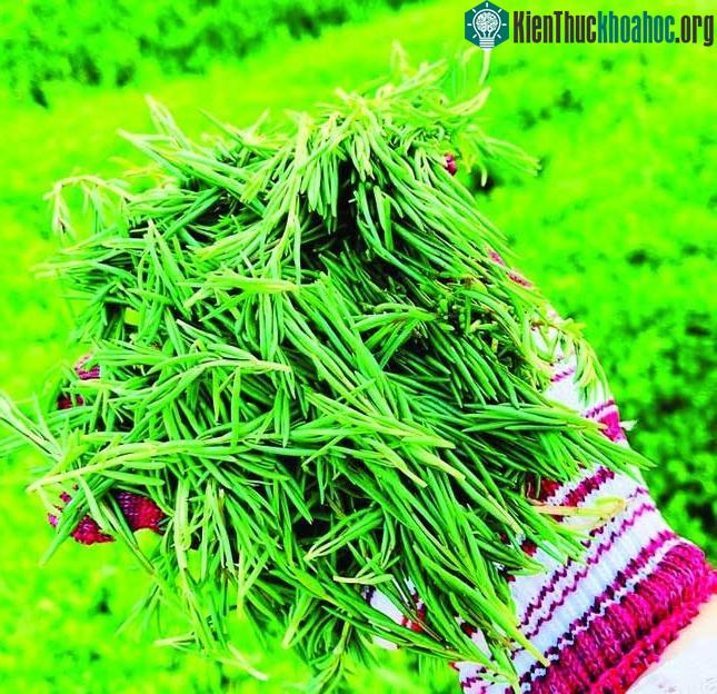 Rau nhót hiện đã thành đặc sản mới của Nghệ An.