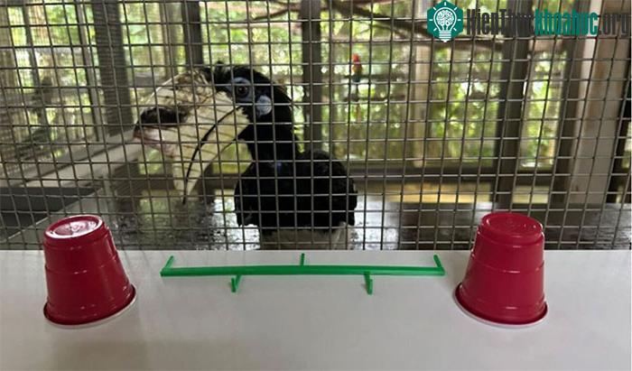 Chim hồng hoàng vượt qua những thử thách giải đố ở cấp độ cao.