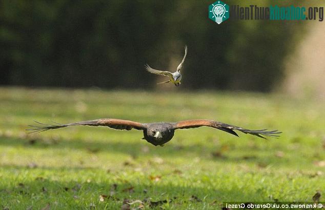 Chim Great Kiskadee là loài chim này có tính cảnh giác cao